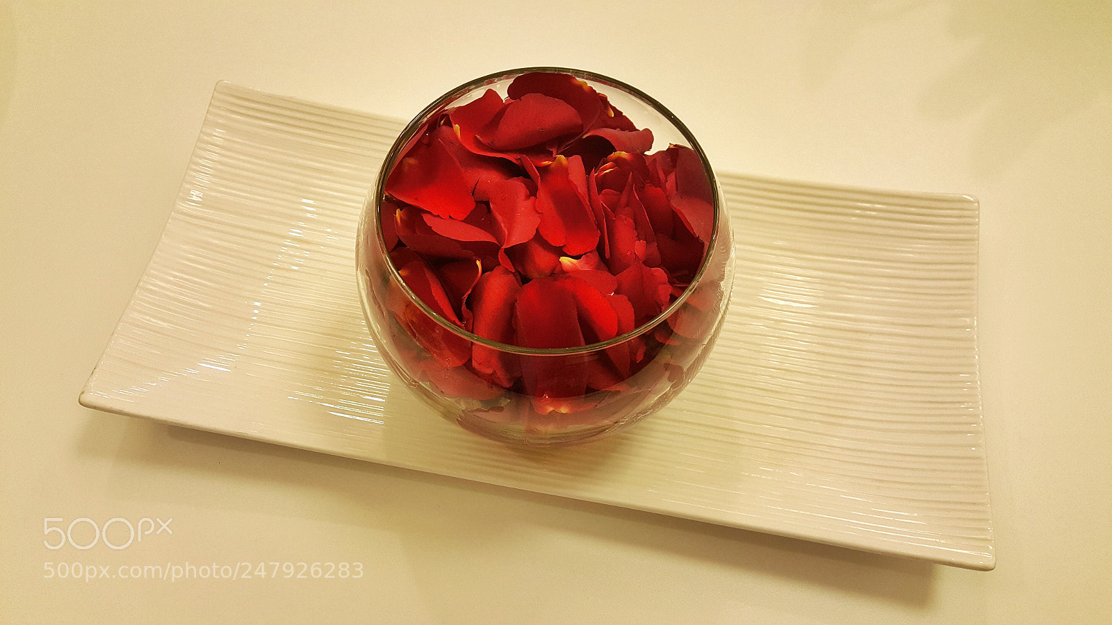 Samsung Galaxy Note5 sample photo. Red rose photography