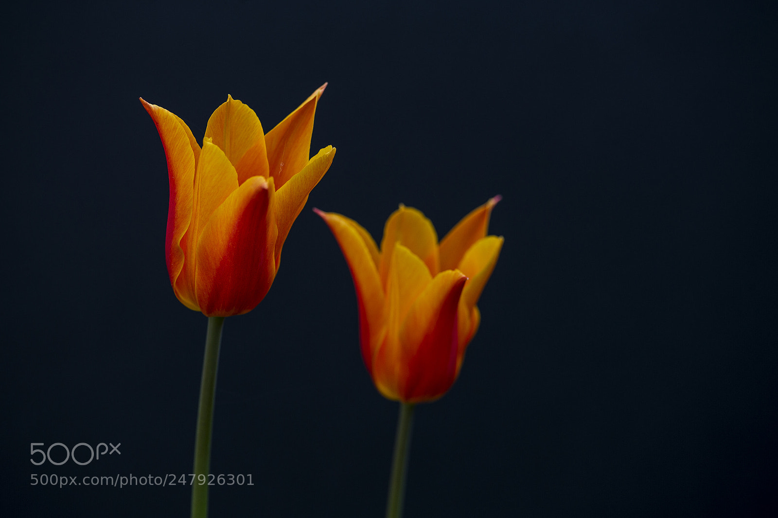 Nikon D3S sample photo. Tulip photography