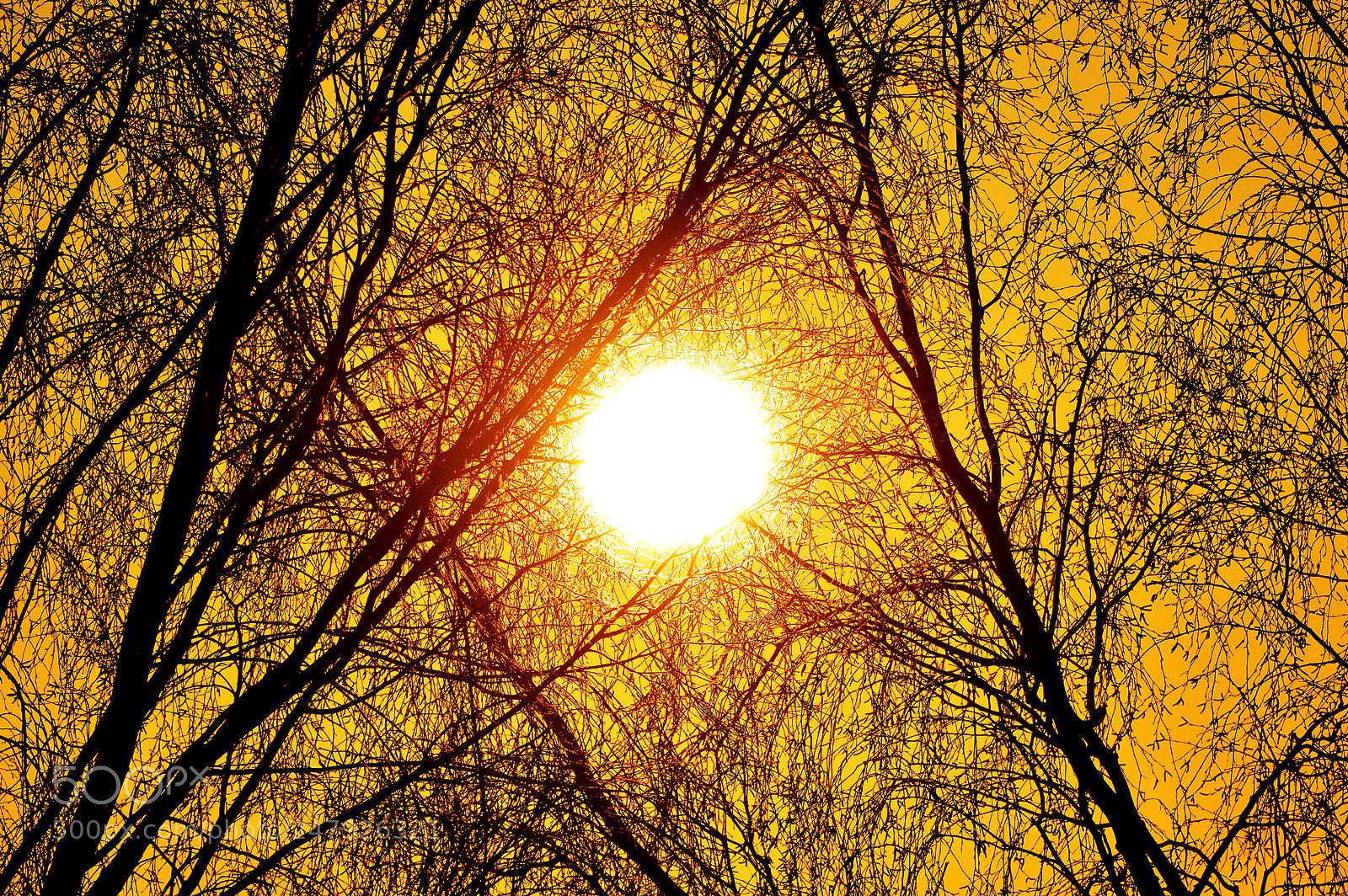 Nikon D3200 sample photo. Branches photography