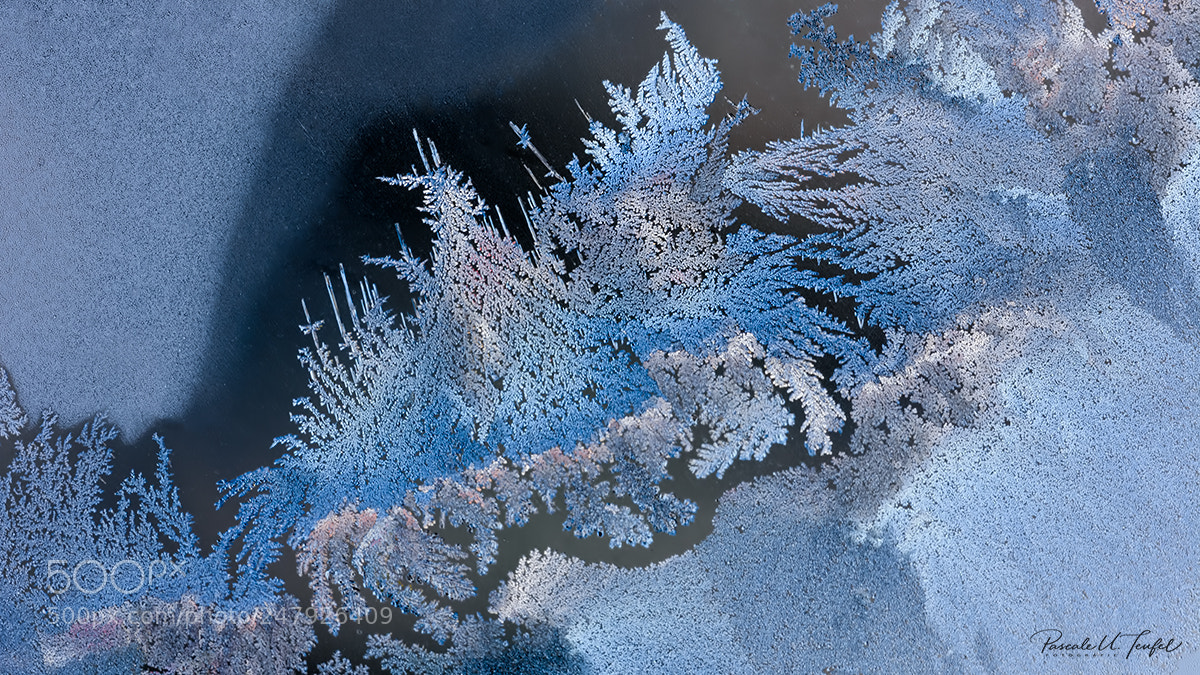 Nikon D5200 sample photo. Black forest abstract photography