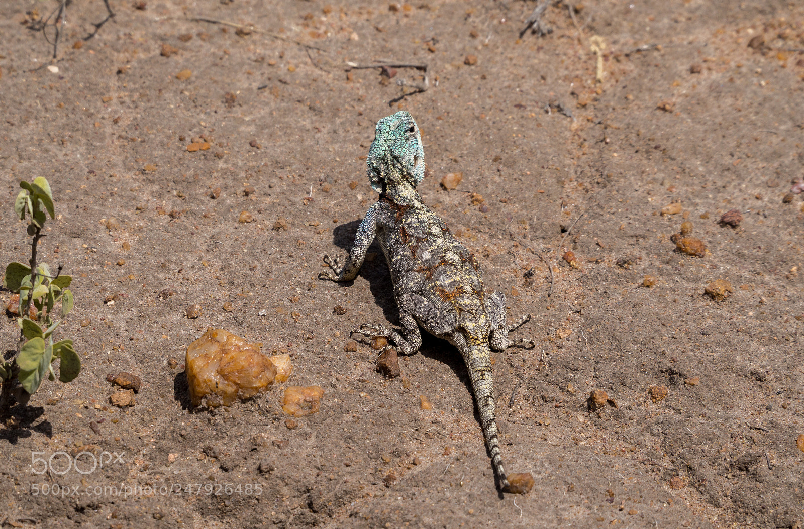 Olympus OM-D E-M10 II sample photo. Blue headed lizard photography