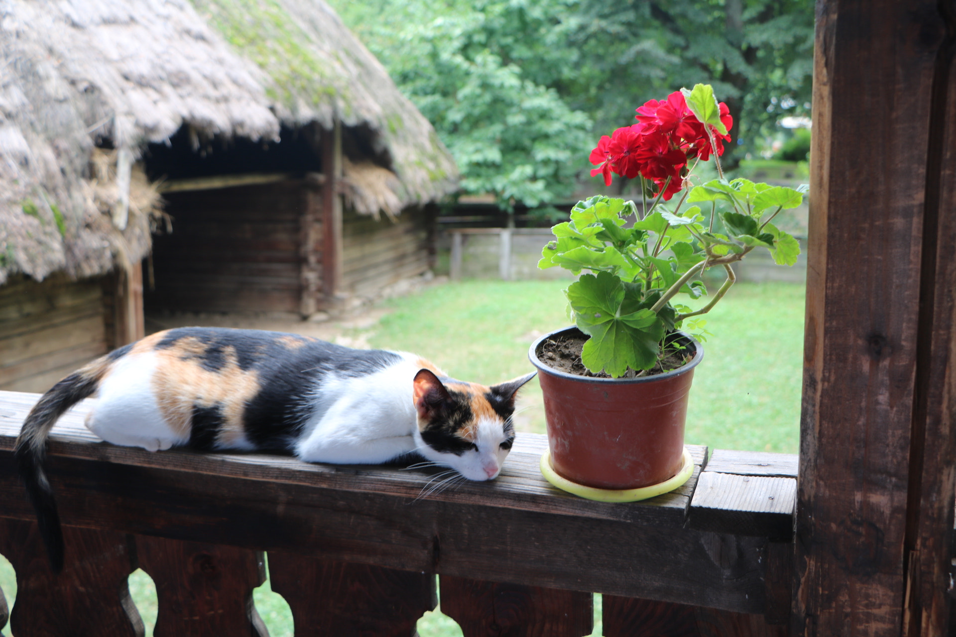 Canon EOS 760D (EOS Rebel T6s / EOS 8000D) sample photo