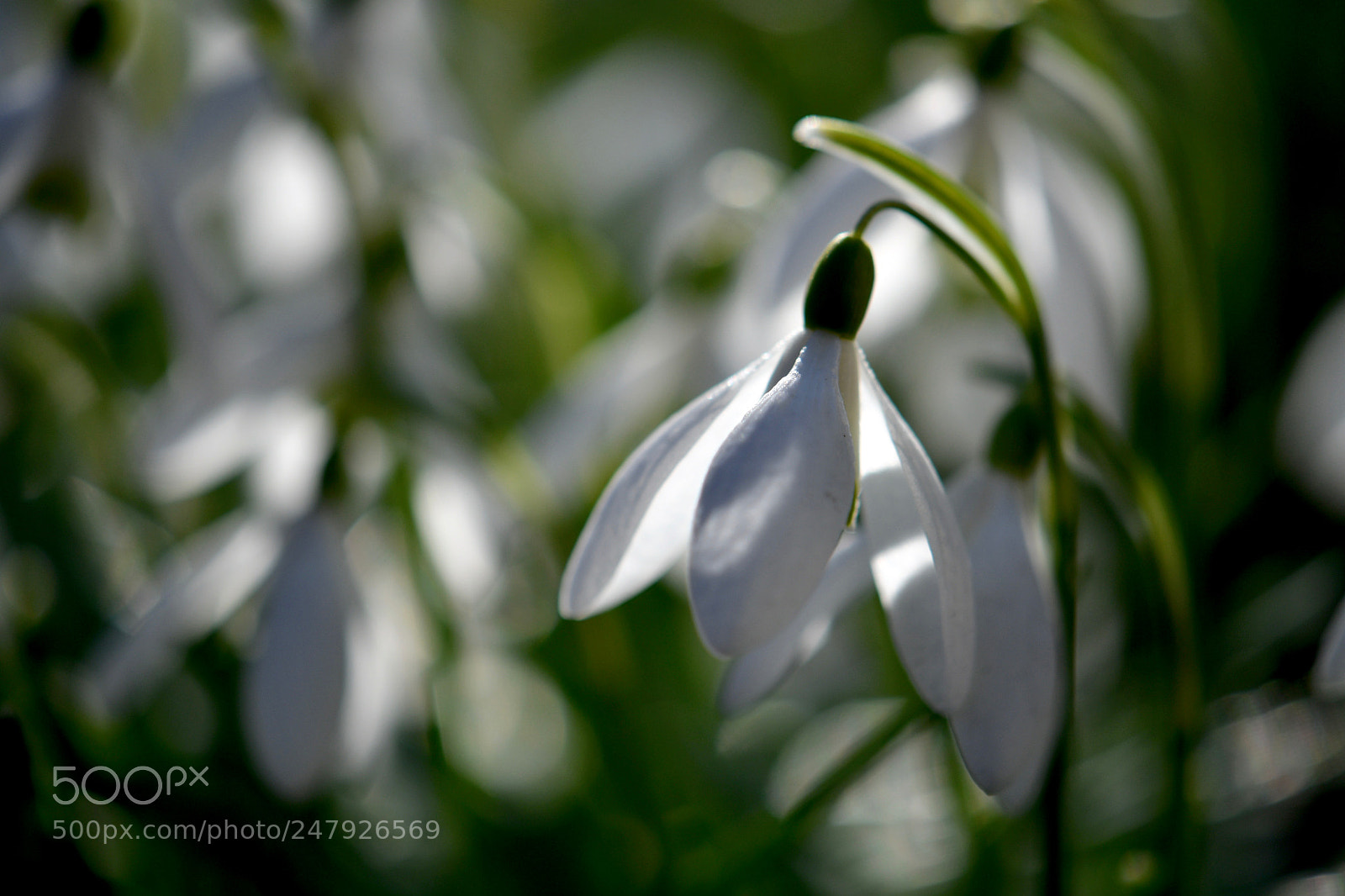 Nikon D500 sample photo. Untitled photography