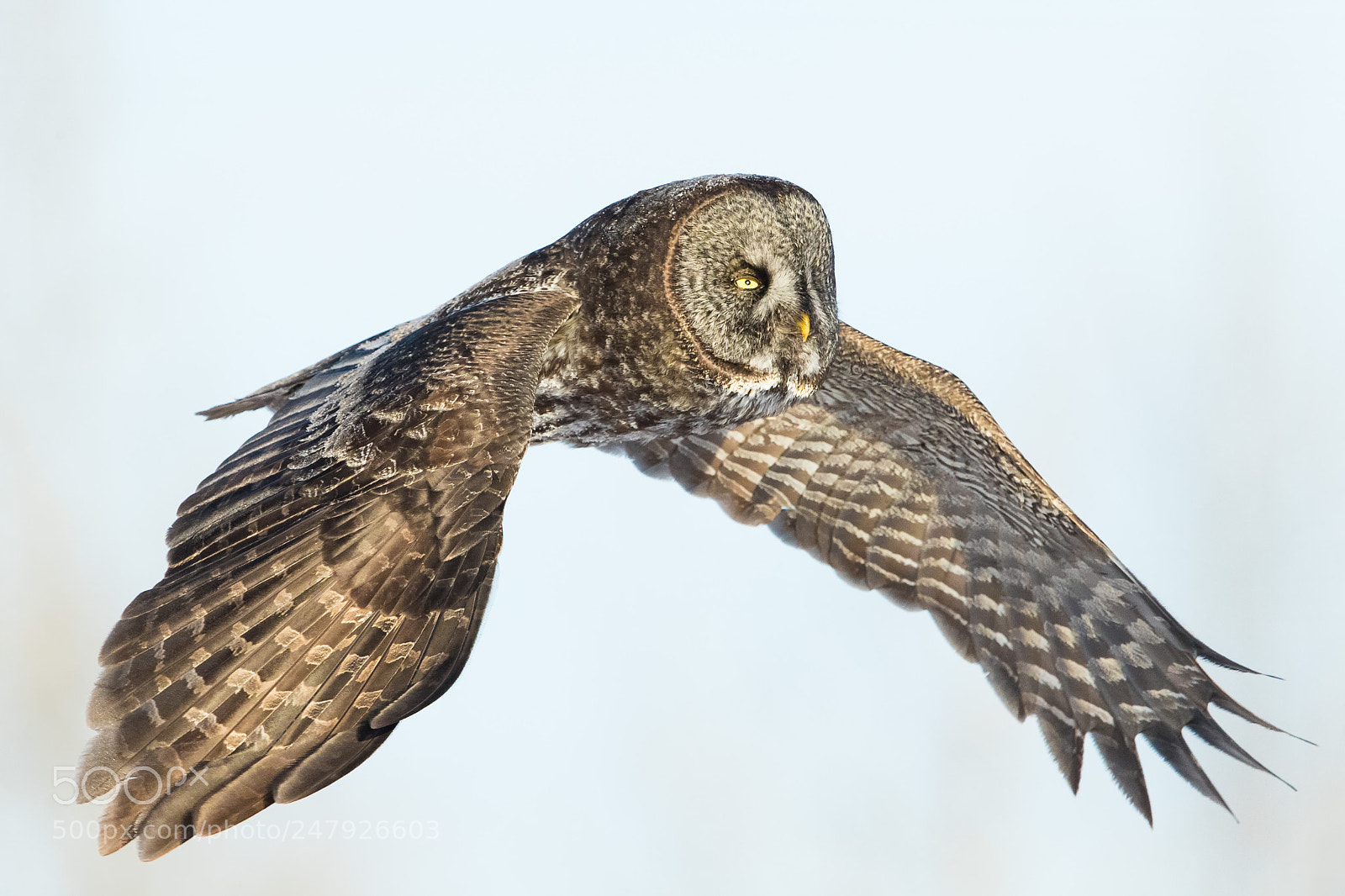Canon EOS-1D X Mark II sample photo. Great gray owl photography