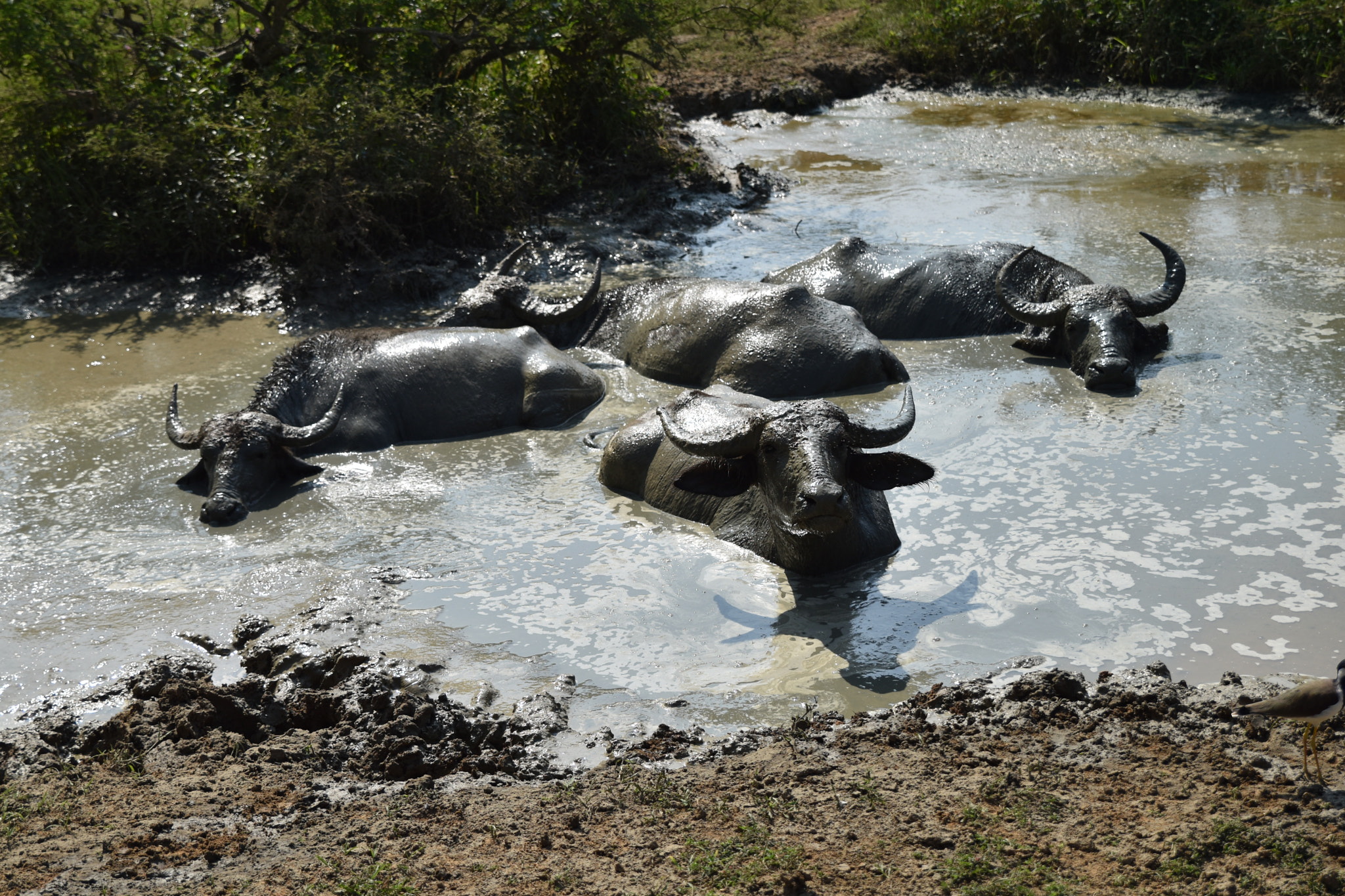 Nikon D5500 + Tamron SP 24-70mm F2.8 Di VC USD sample photo. Mud bath photography