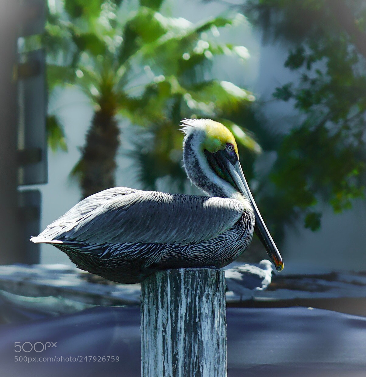 Sony a6300 sample photo. The pelican. very common photography