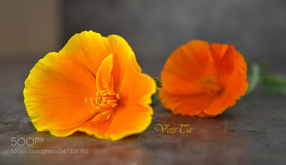 Nikon D5100 sample photo. Orange photography