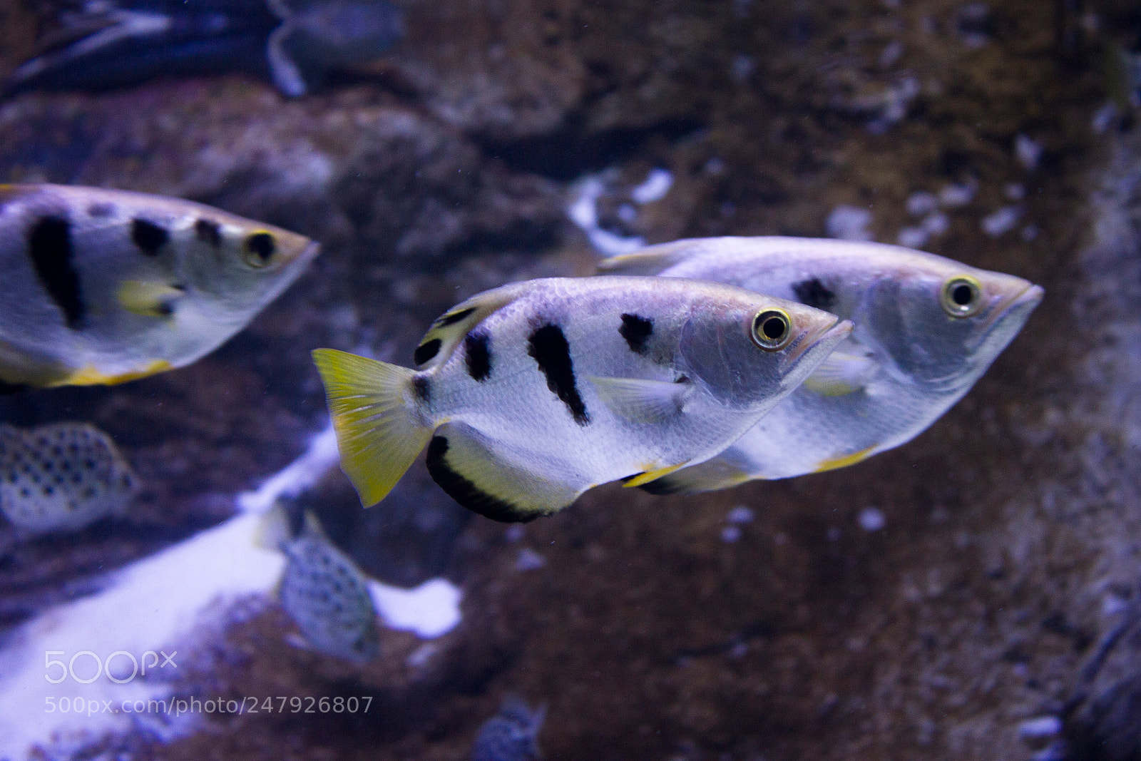 Canon EOS 550D (EOS Rebel T2i / EOS Kiss X4) sample photo. Banded archerfish photography