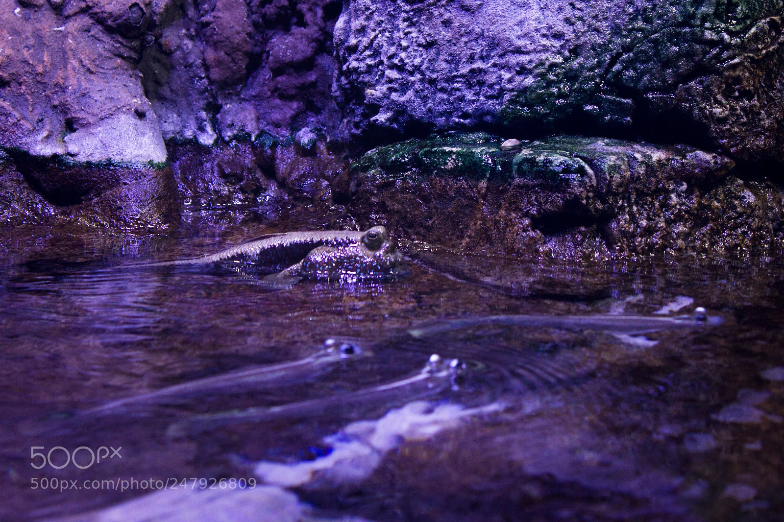 Canon EOS 550D (EOS Rebel T2i / EOS Kiss X4) sample photo. Four-eyed fish photography