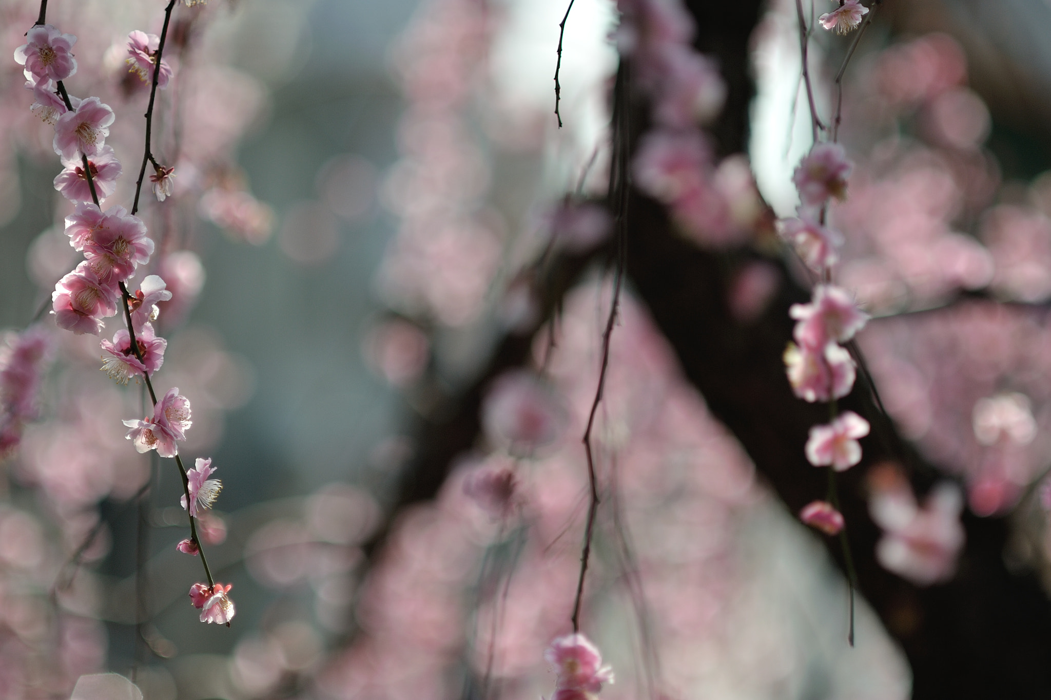 Nikon D700 + AF DC-Nikkor 135mm f/2D sample photo. Ume blossoms photography