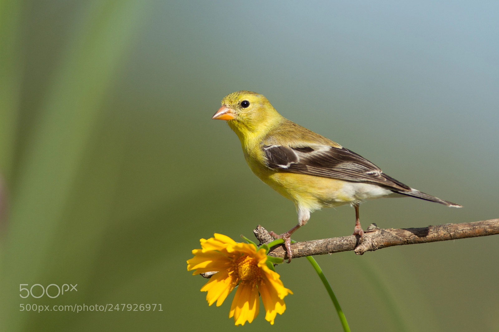 Canon EOS-1D Mark IV sample photo. American goldfinch photography