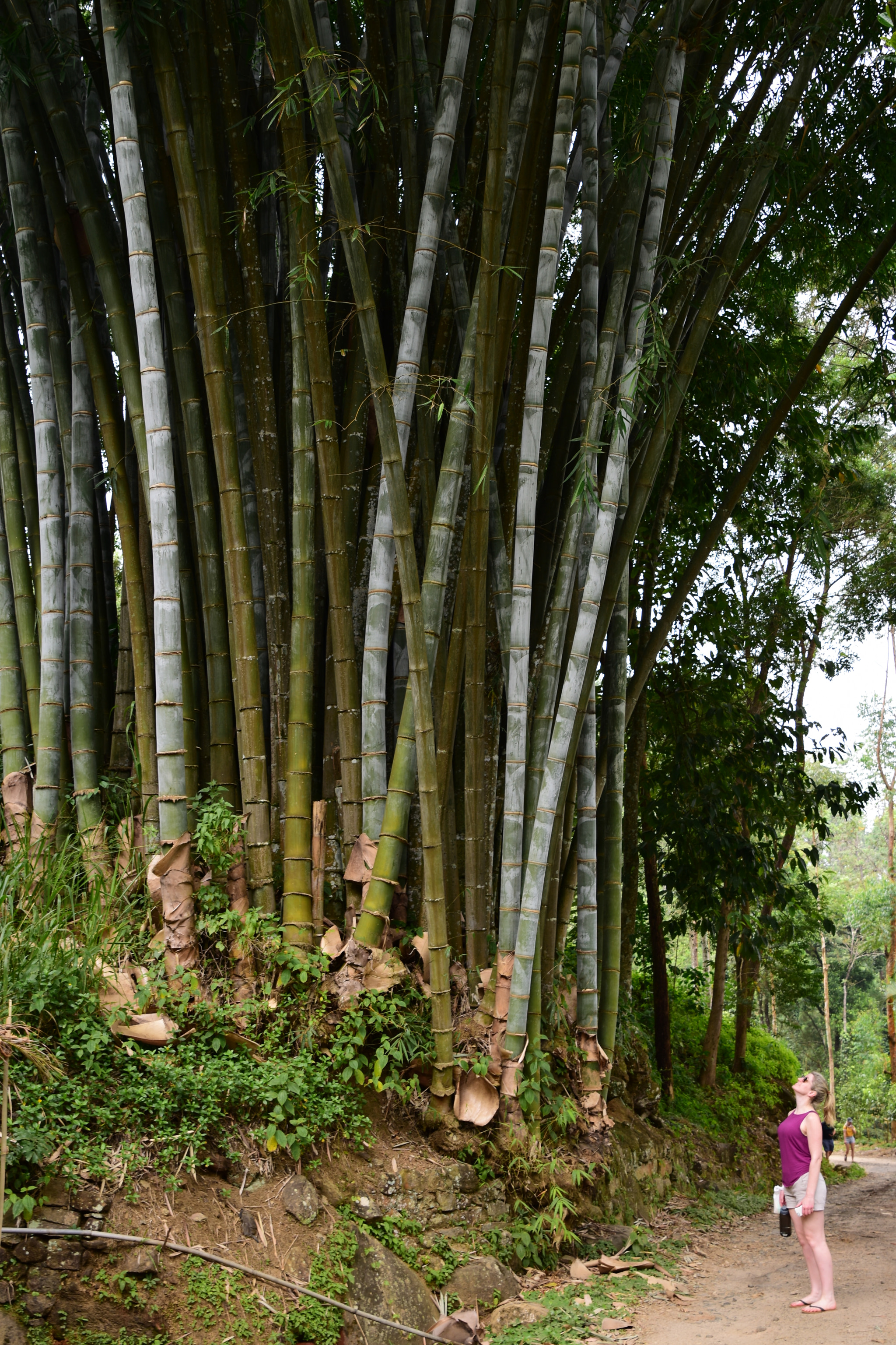 Tamron SP 24-70mm F2.8 Di VC USD sample photo. Bamboo photography