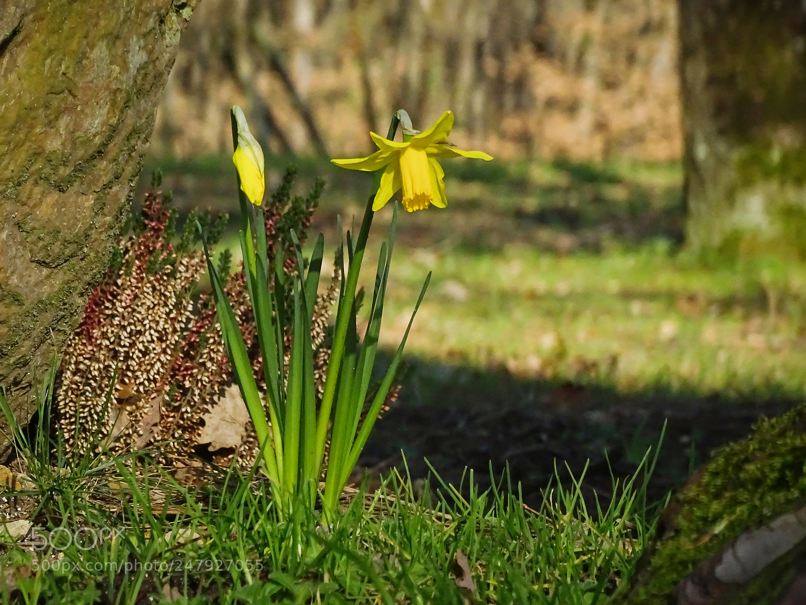 Sony Cyber-shot DSC-HX400V sample photo. Jonquille photography