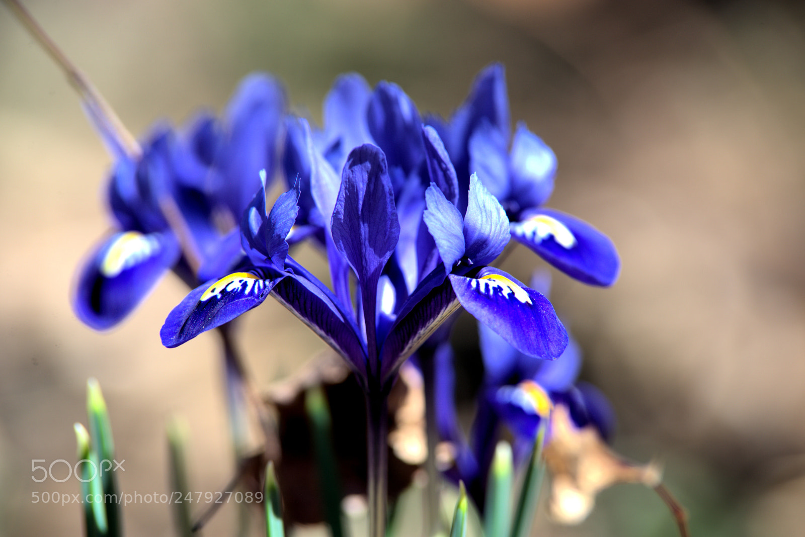 Nikon D610 sample photo. Crocus photography