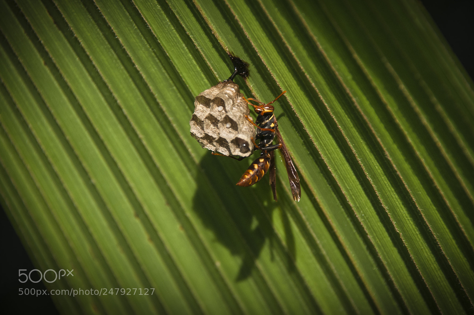 Nikon D300 sample photo. Wasp photography