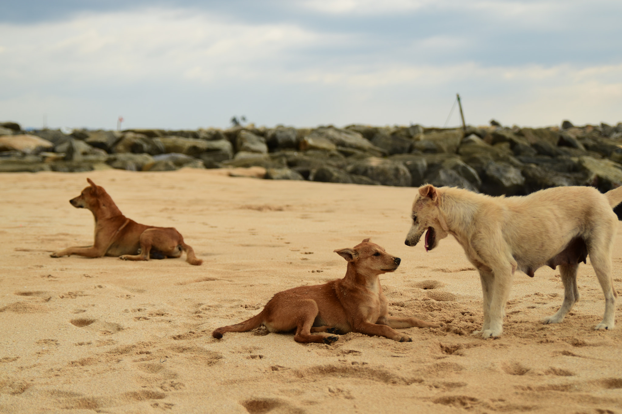 Nikon D5500 + Tamron SP 24-70mm F2.8 Di VC USD sample photo. Dogs on the beach photography
