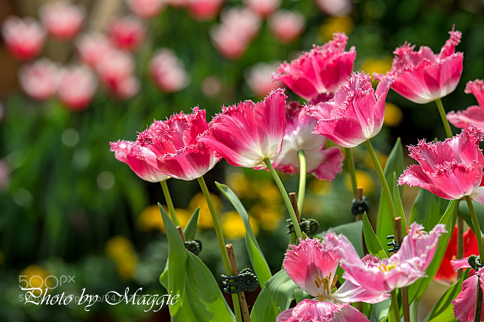 Nikon D800 sample photo. Tulip photography