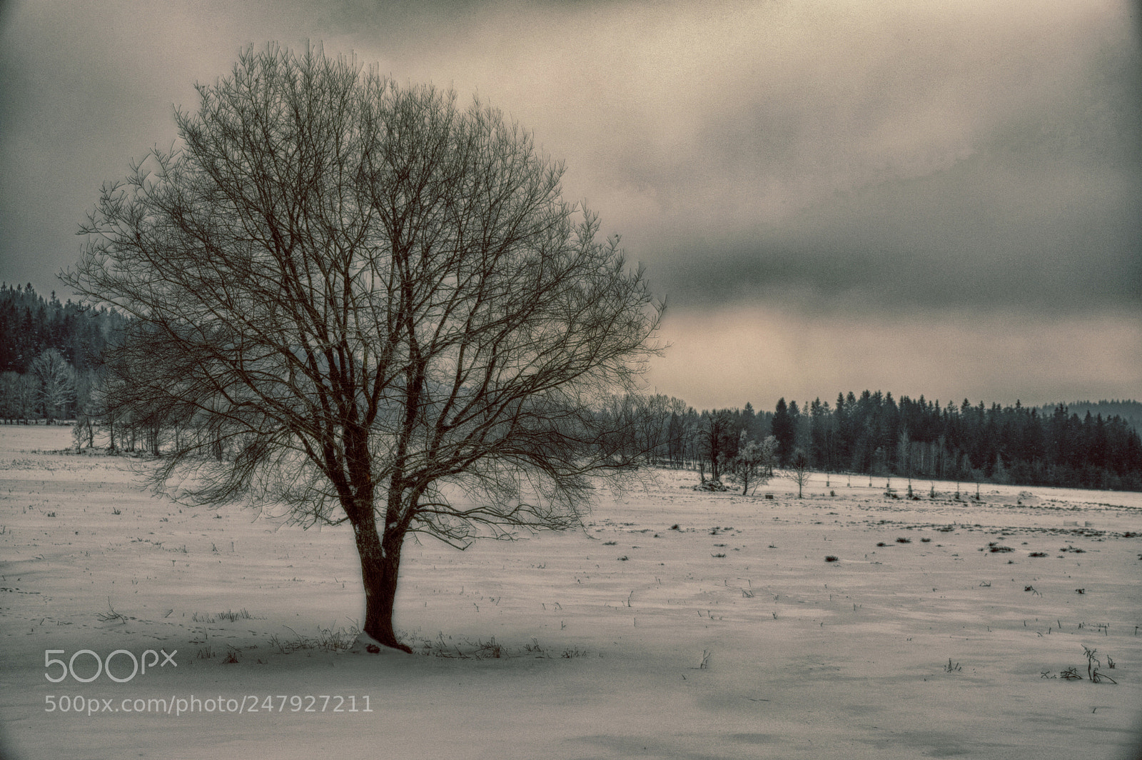 Fujifilm X-T20 sample photo. Winter photography