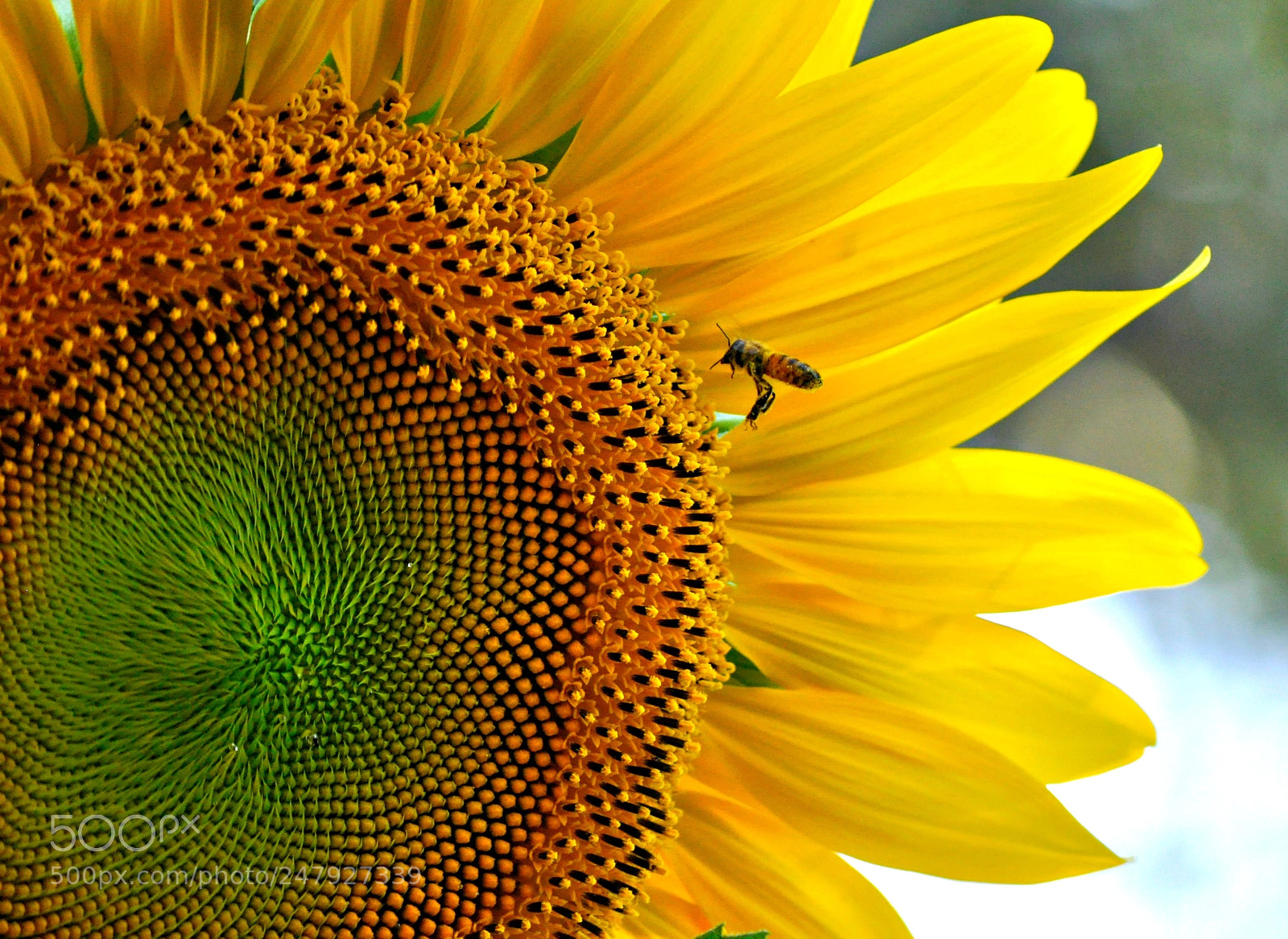 Nikon D5000 sample photo. Coming in for a photography