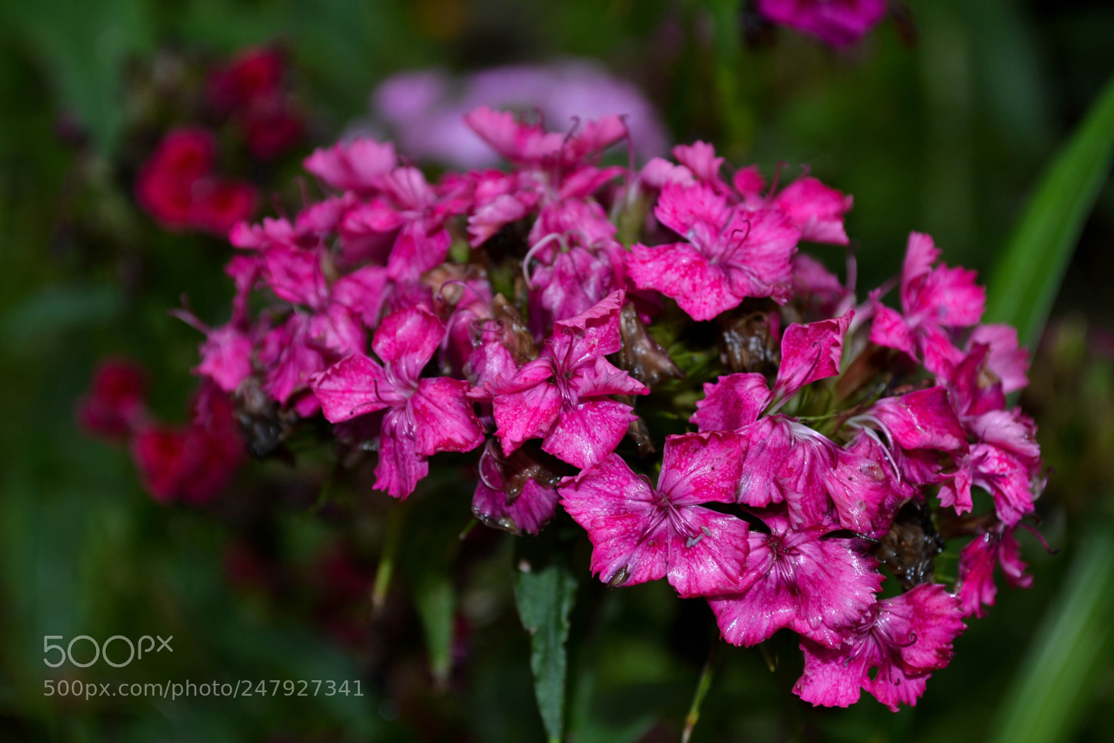 Nikon D3100 sample photo. Pink flower photography
