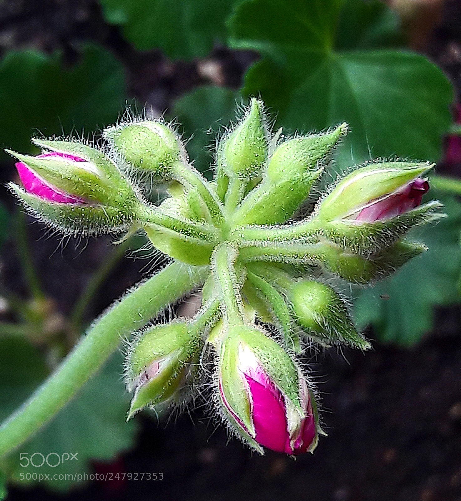 Samsung Galaxy A5(2016) sample photo. Flower photography