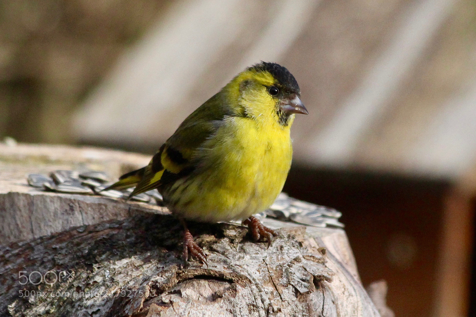 Canon EOS 700D (EOS Rebel T5i / EOS Kiss X7i) sample photo. Tarin des aulnes photography