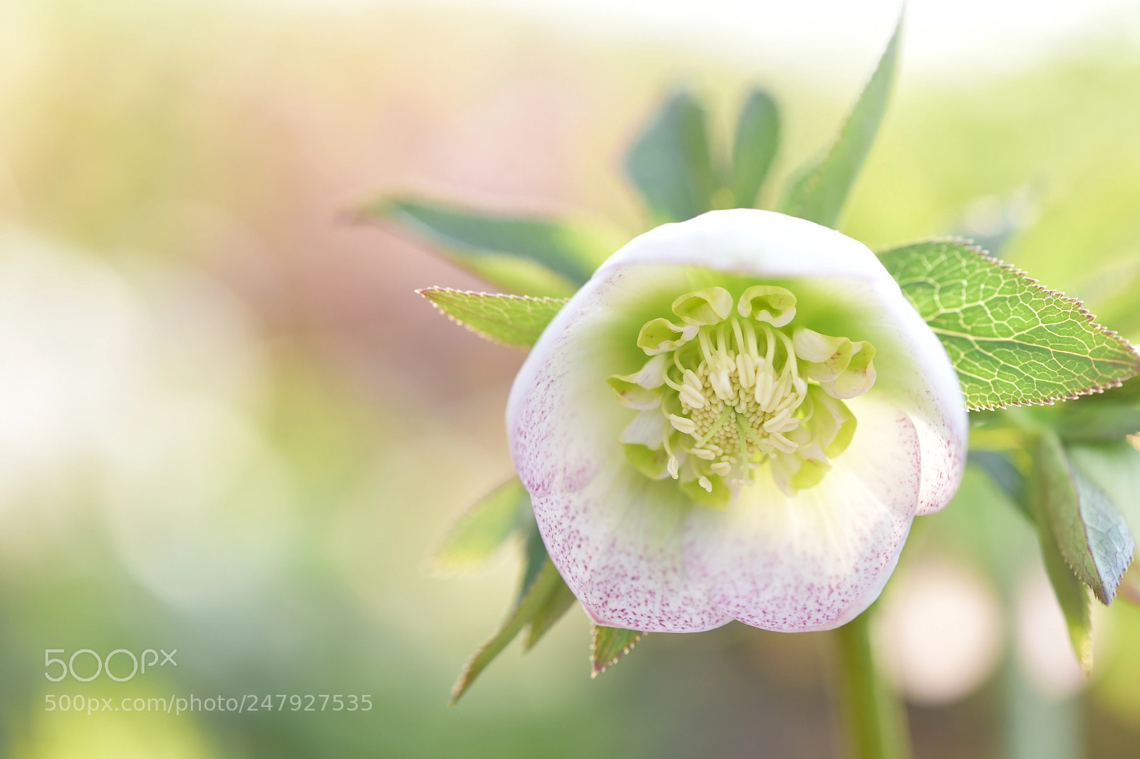 Nikon D810 sample photo. Helleborus "flecle kiss" photography