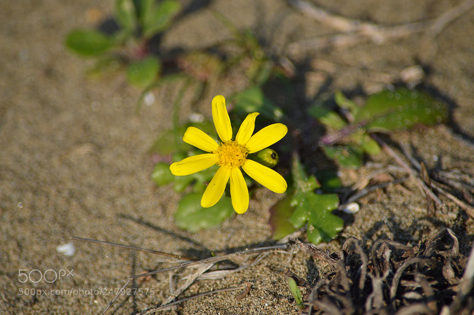 Nikon D3200 sample photo. Wildflower photography