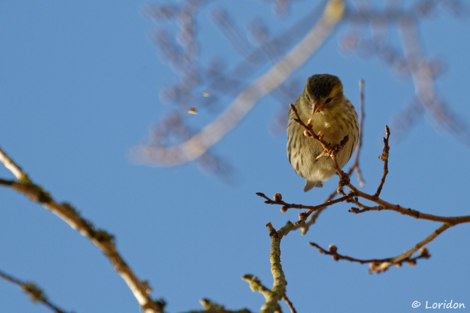 Canon EF 100-400mm F4.5-5.6L IS USM sample photo. Eurasian siskin photography