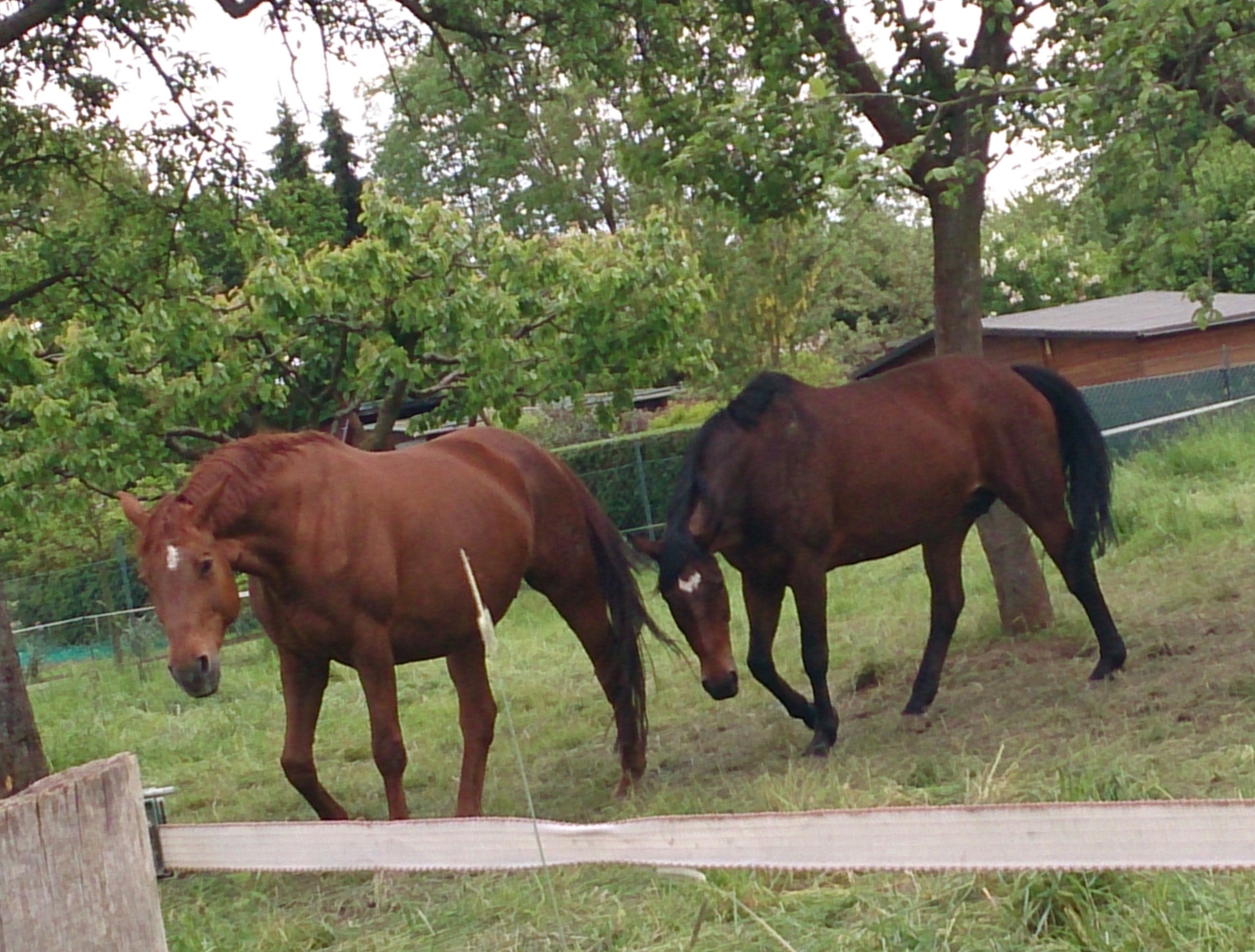 Sony Xperia Z sample photo. Two horses photography