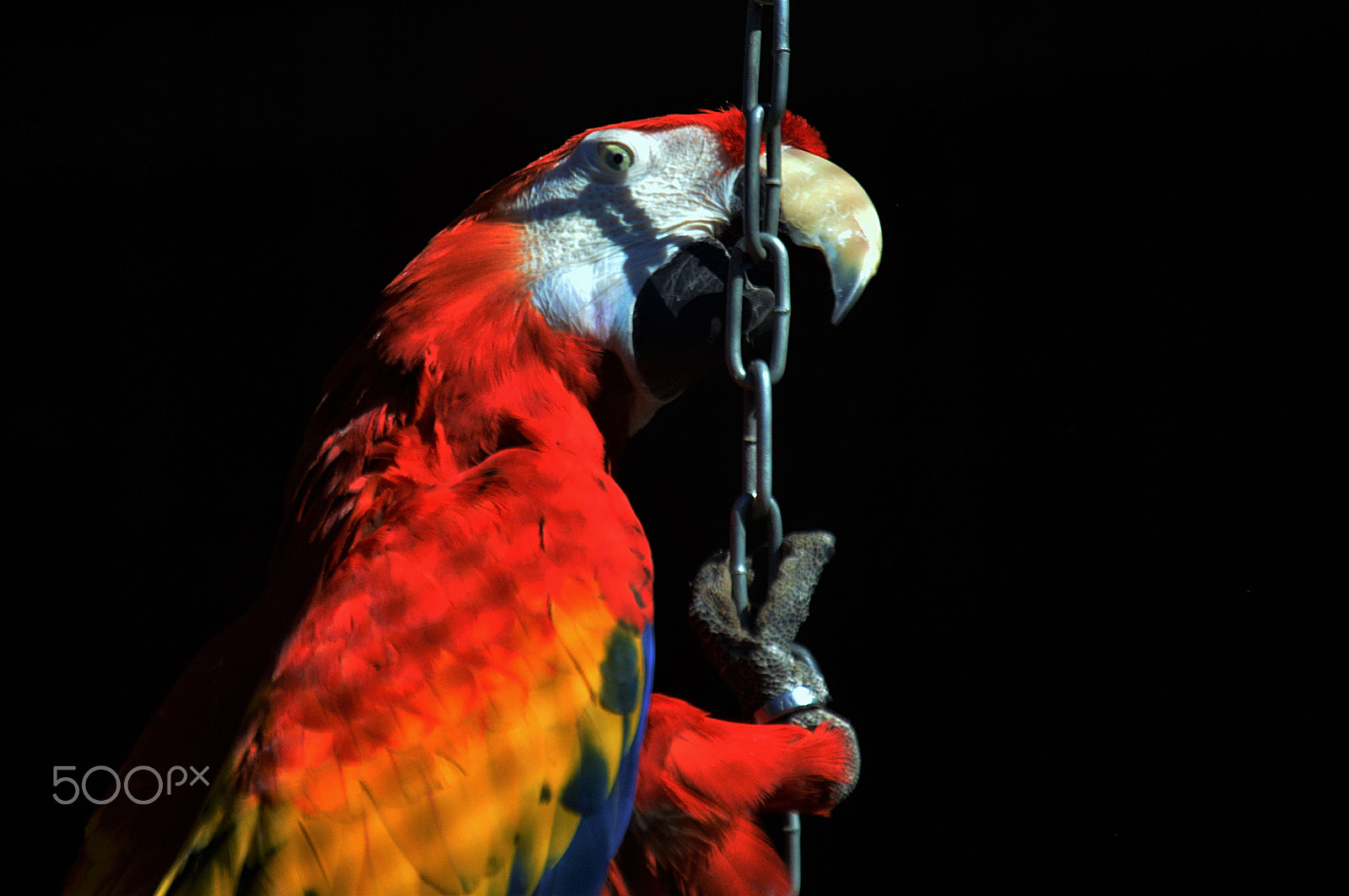 Nikon D3200 sample photo. Perroquet photography
