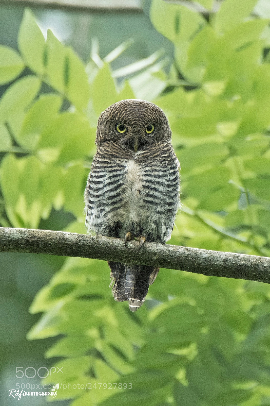 Nikon D7200 sample photo. Jungle owlet photography