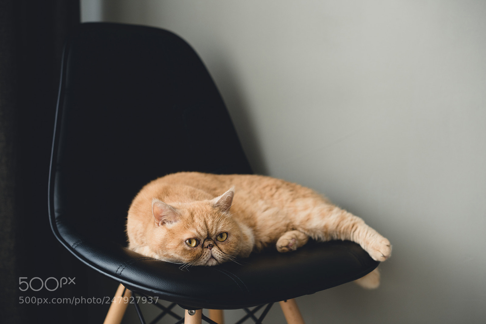 Nikon D810 sample photo. Exotic shorthair cat laying photography