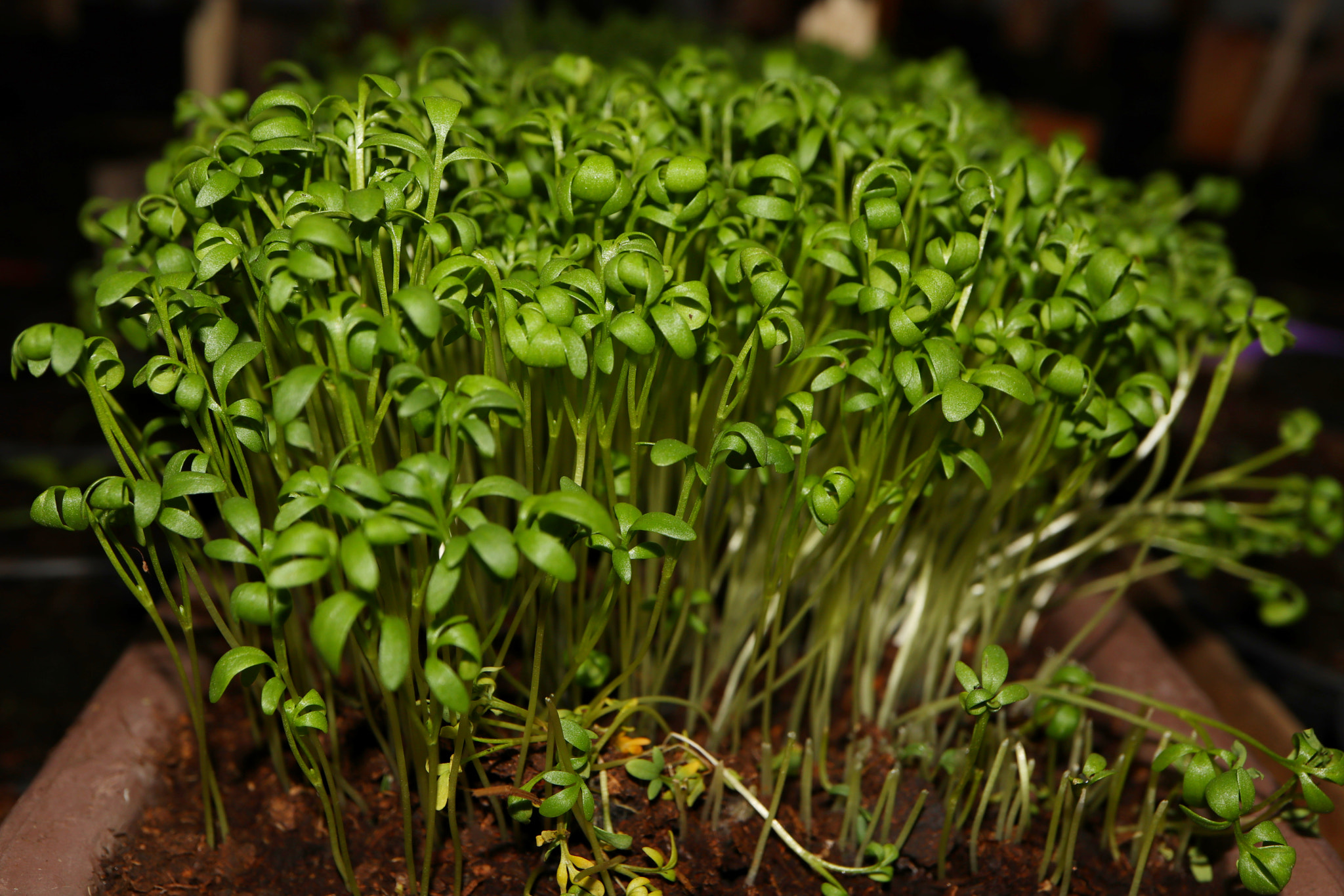 Canon EOS M5 + Canon EF-M 28mm F3.5 Macro IS STM sample photo. Lepidium sativum photography