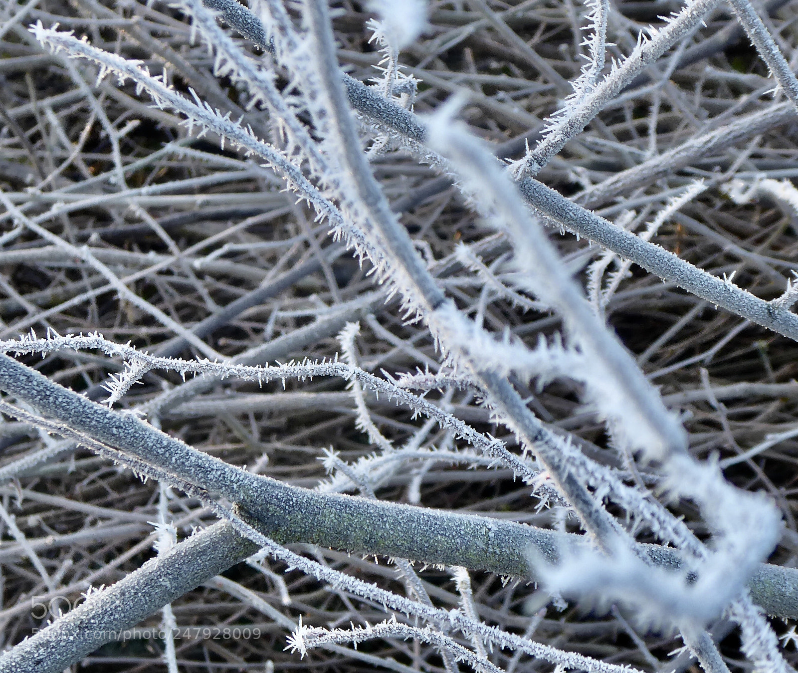 Panasonic DMC-TZ71 sample photo. Frostige kunst photography