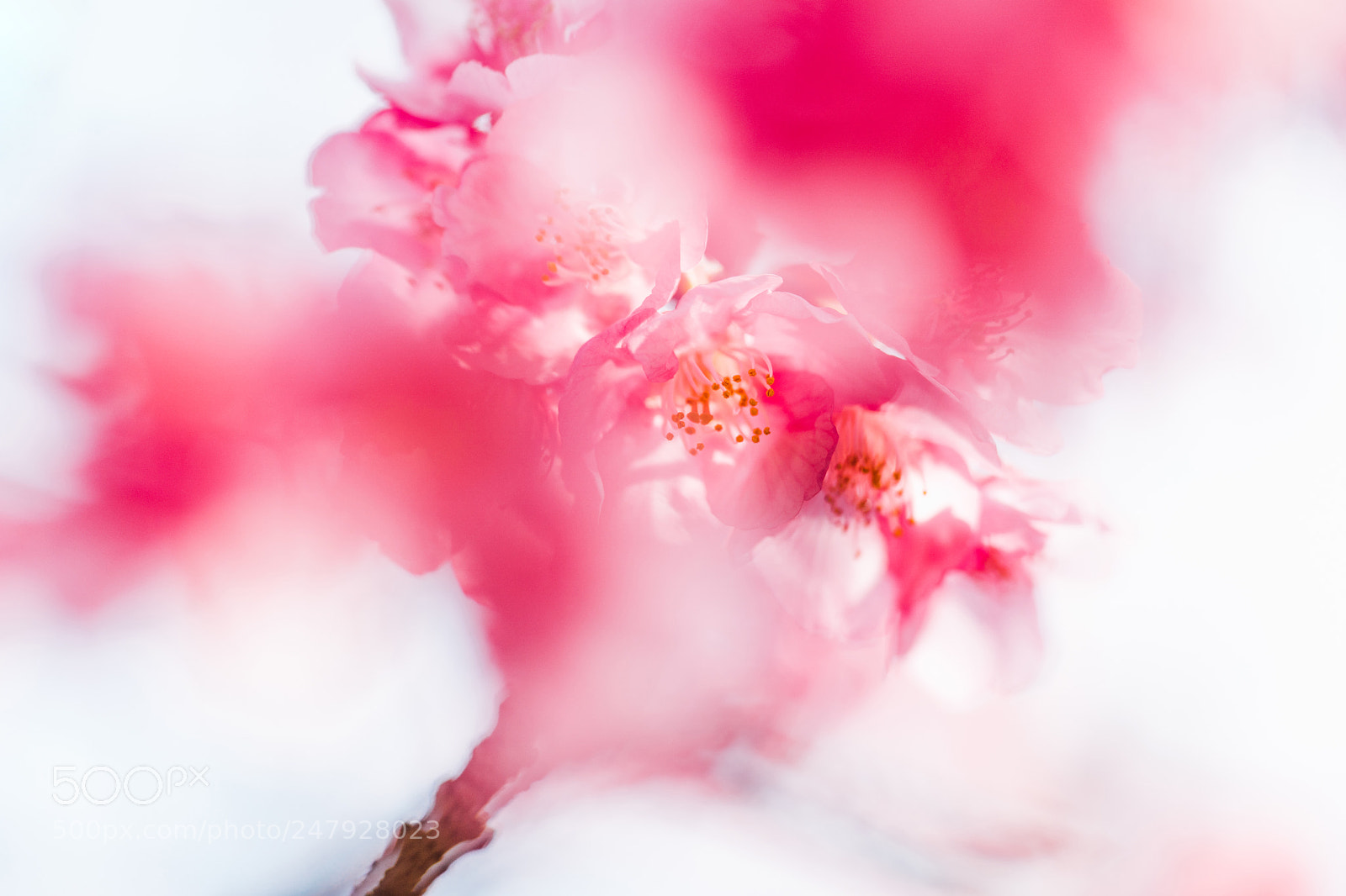 Sony a9 sample photo. Spring painterliness photography