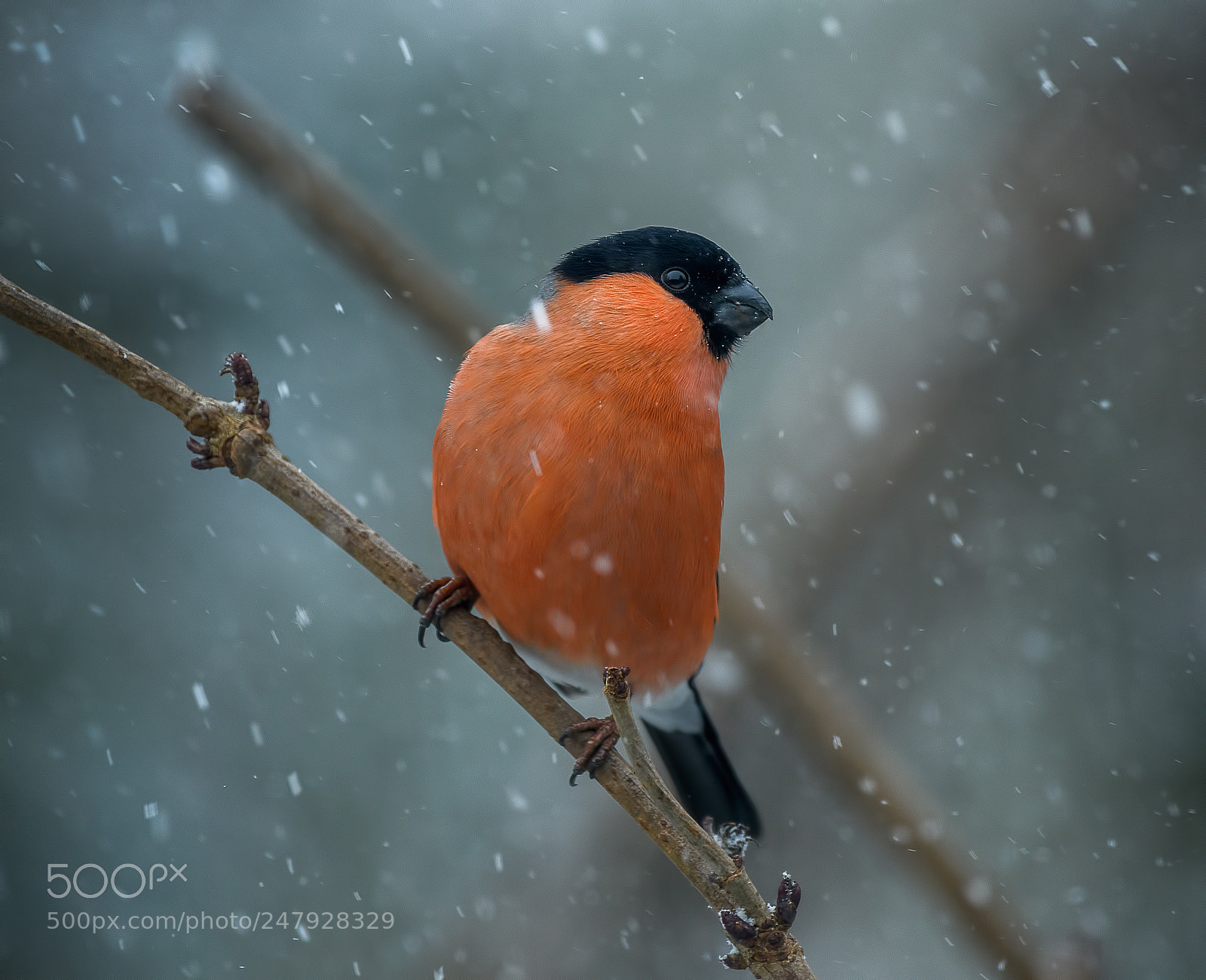 Nikon D500 sample photo. Bullfinch in the snow photography