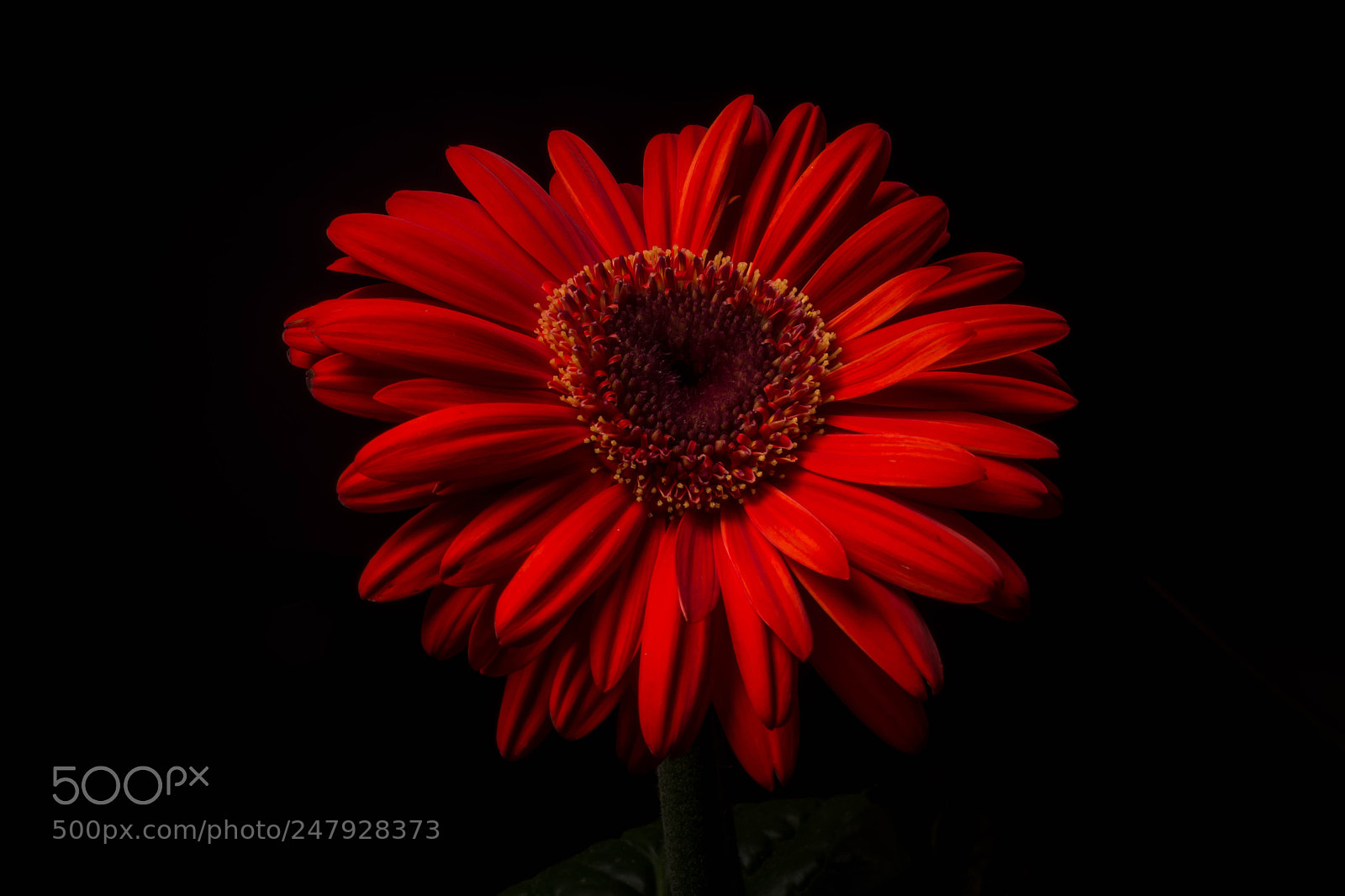 Canon EOS 600D (Rebel EOS T3i / EOS Kiss X5) sample photo. Gerbera jamesonii photography