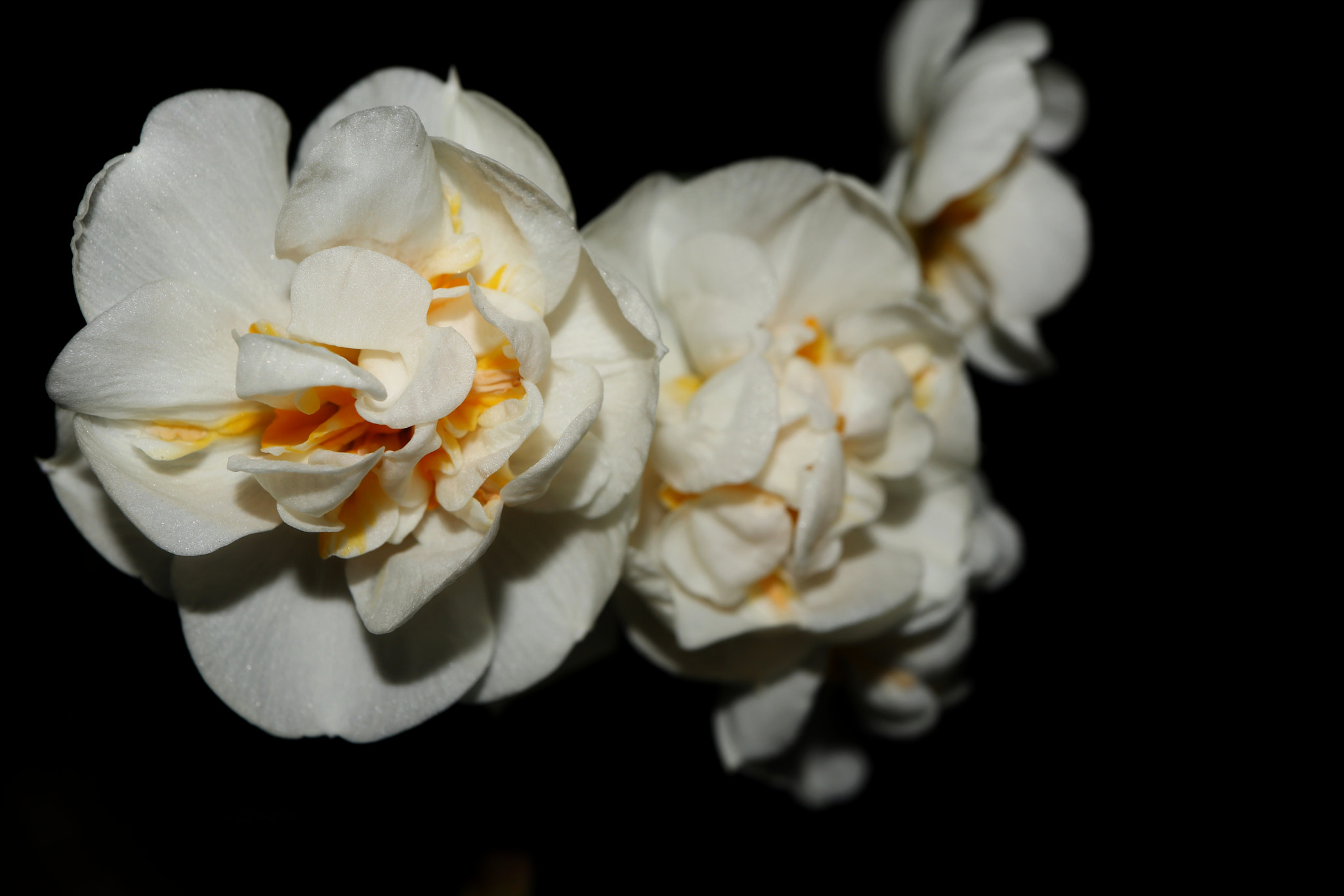 Canon EF-M 28mm F3.5 Macro IS STM sample photo. Narcissus photography