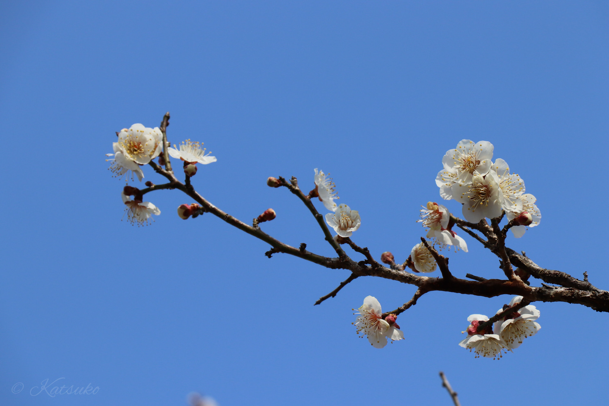 Canon EOS 77D (EOS 9000D / EOS 770D) sample photo. ⭐️梅の花 photography