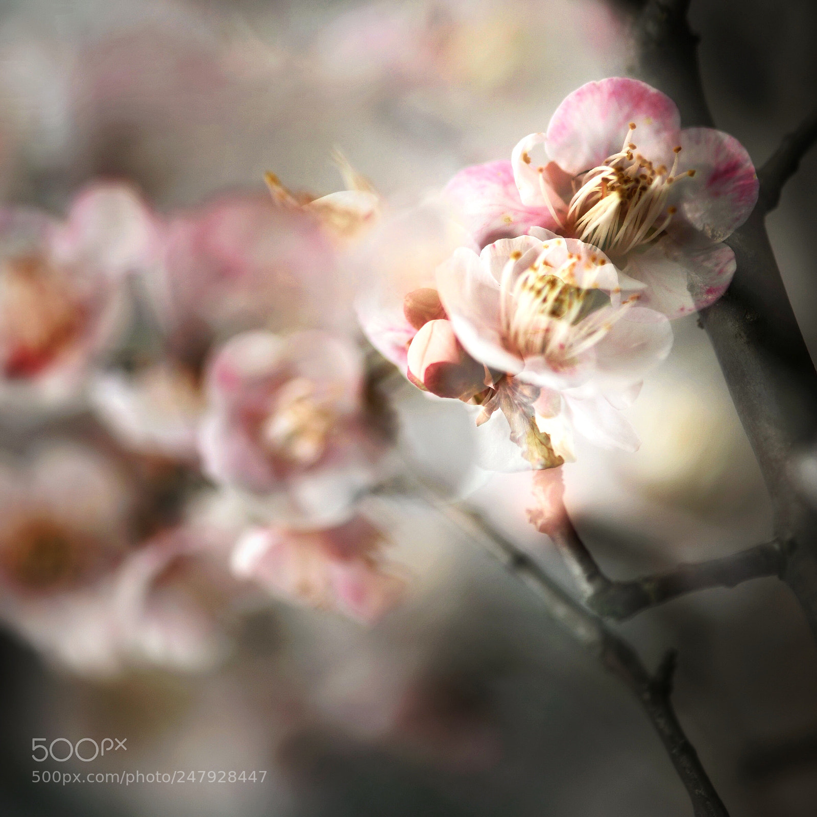 Nikon D3X sample photo. 花 photography