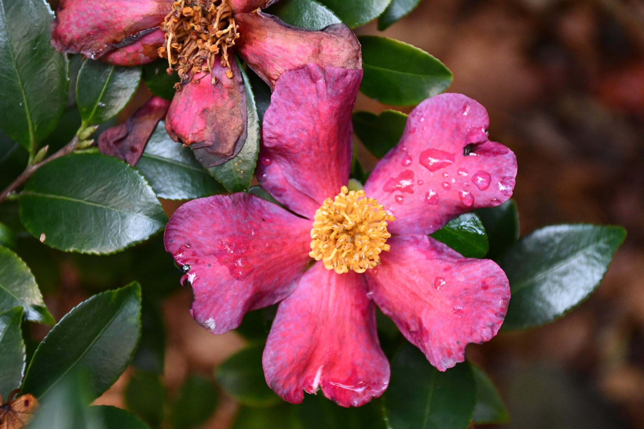 Nikon D7500 sample photo. Camelia photography