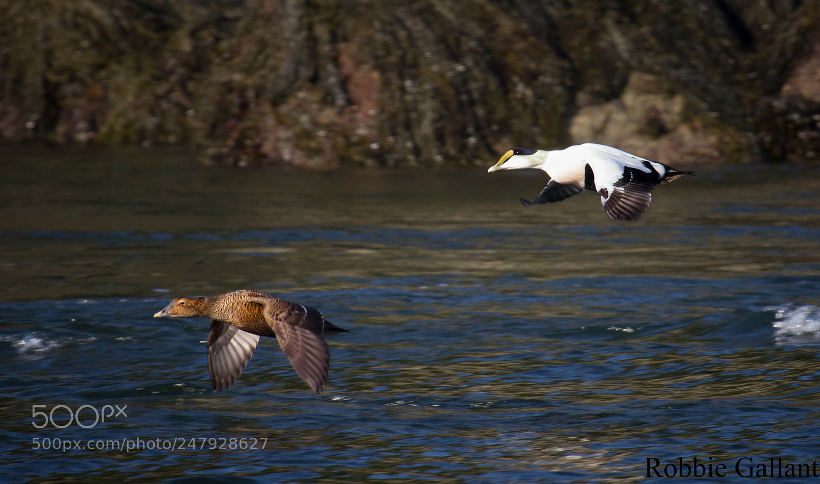 Canon EOS 7D sample photo. Common eiders in flight photography