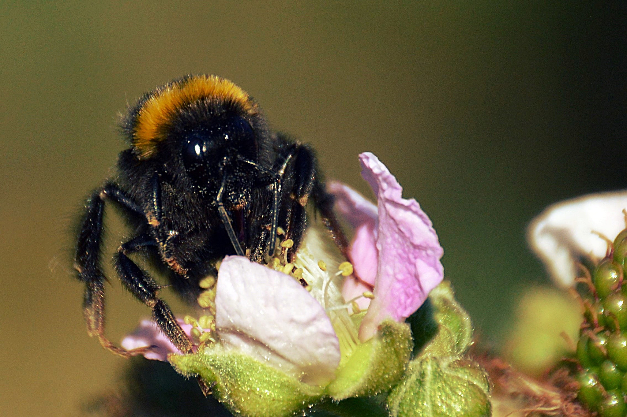 Nikon D3200 sample photo. Abeille photography