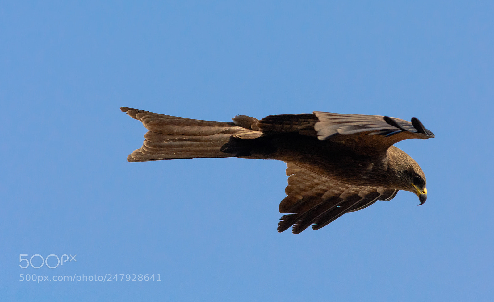 Nikon D7100 sample photo. Black kite in flight photography