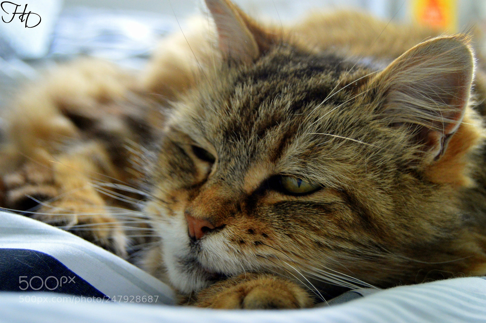Nikon D3200 sample photo. Illegitimi non carborundum photography