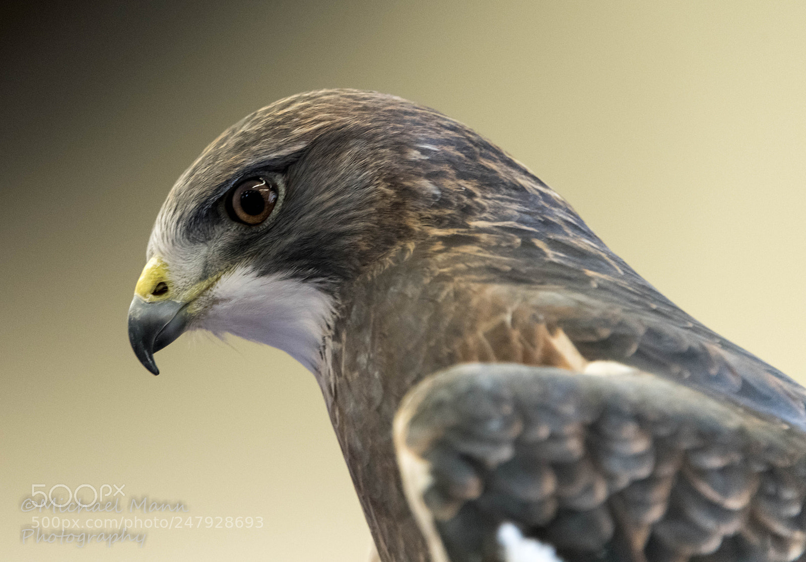 Nikon D850 sample photo. Swainson's hawk photography