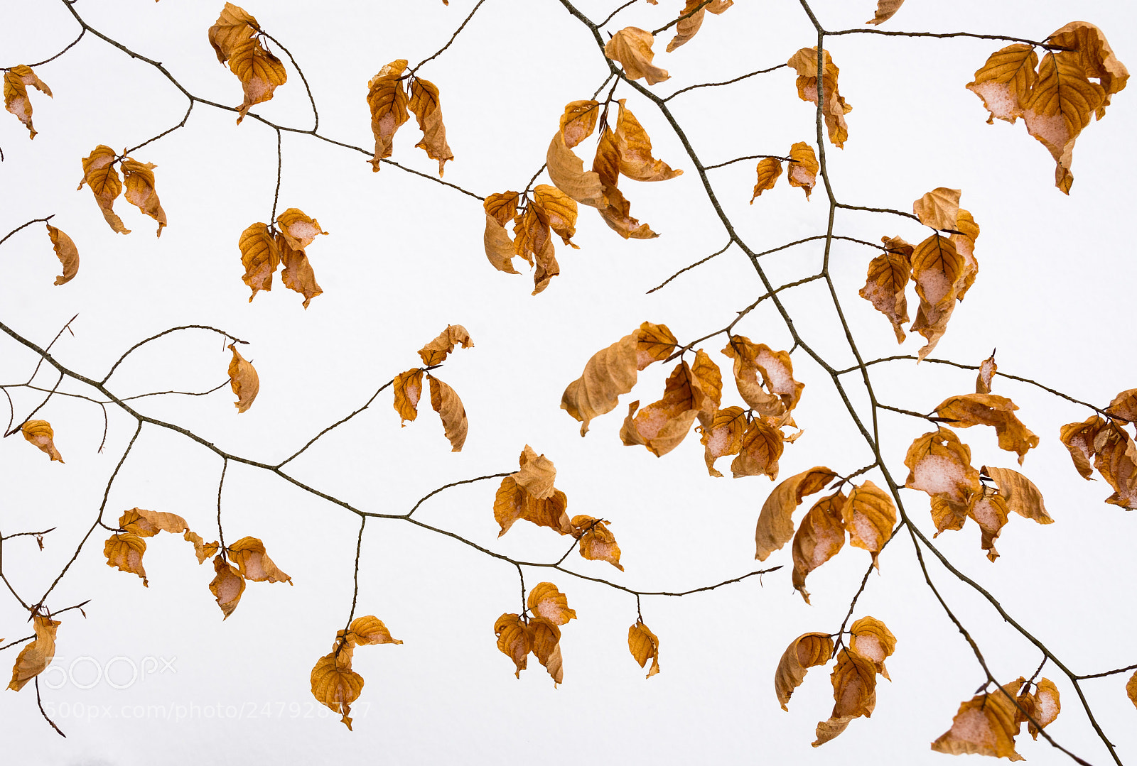 Nikon D7200 sample photo. Remains of autumn photography