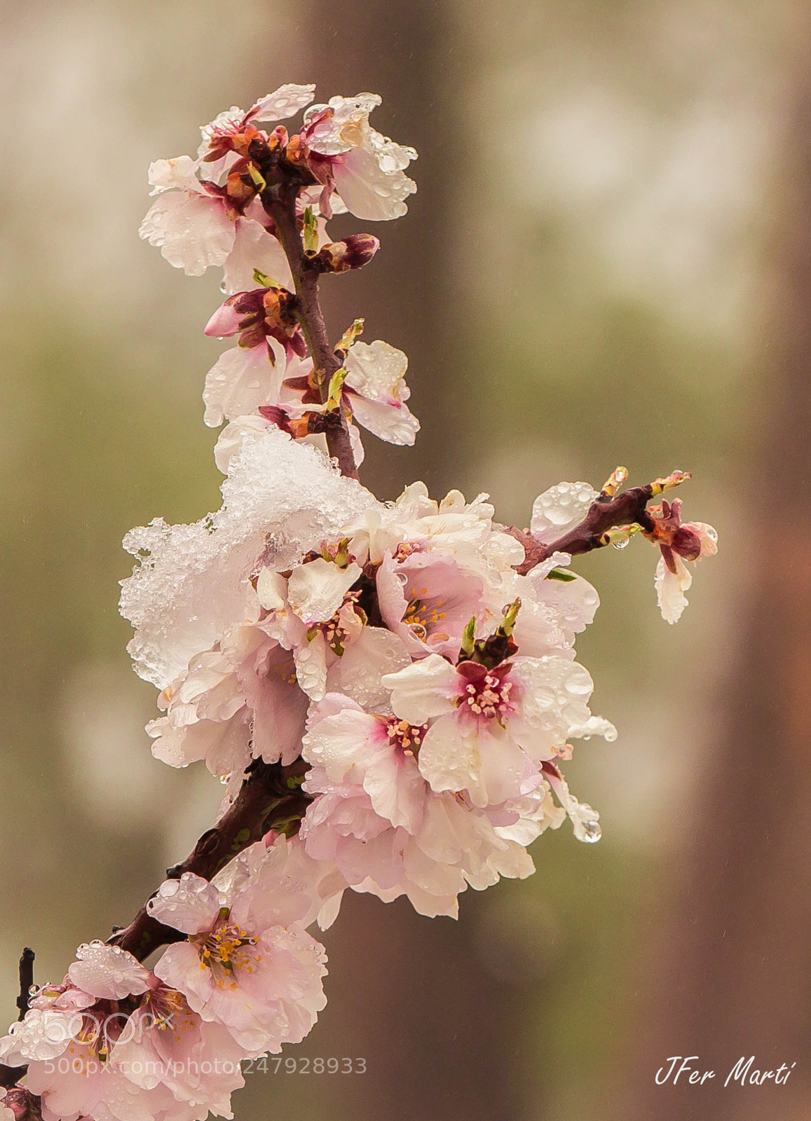Canon EOS 60D sample photo. Flor d'ametller photography