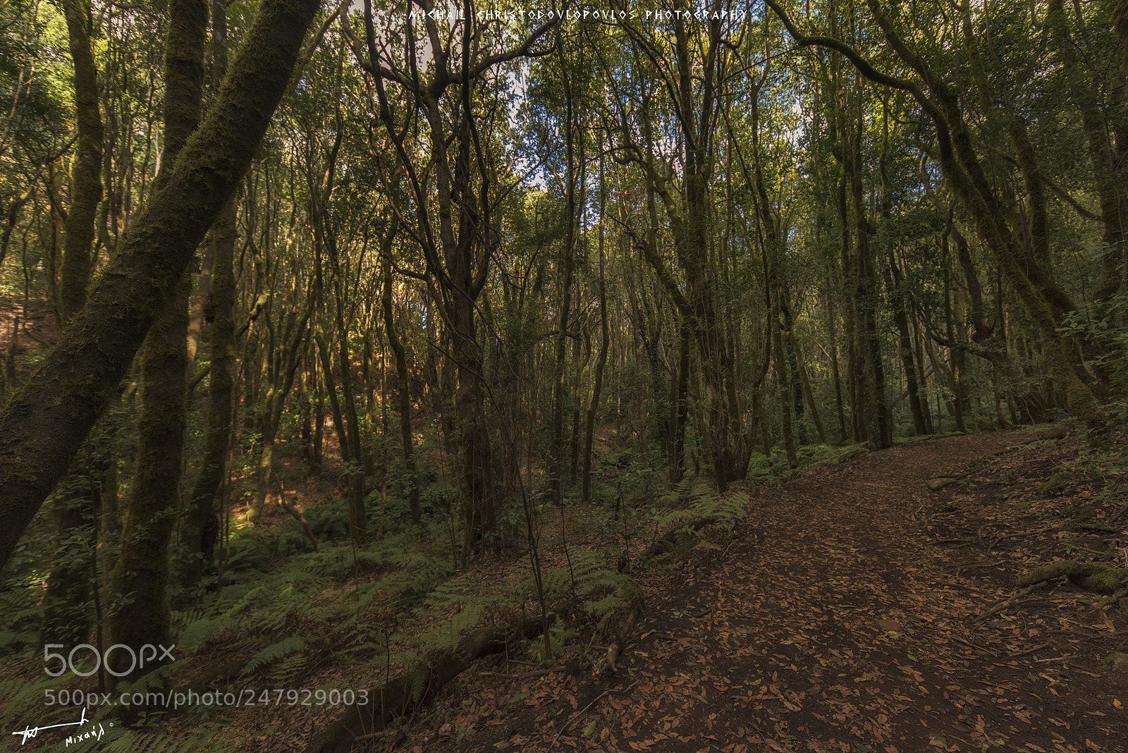 Nikon D810 sample photo. El cedro (la gomera) photography